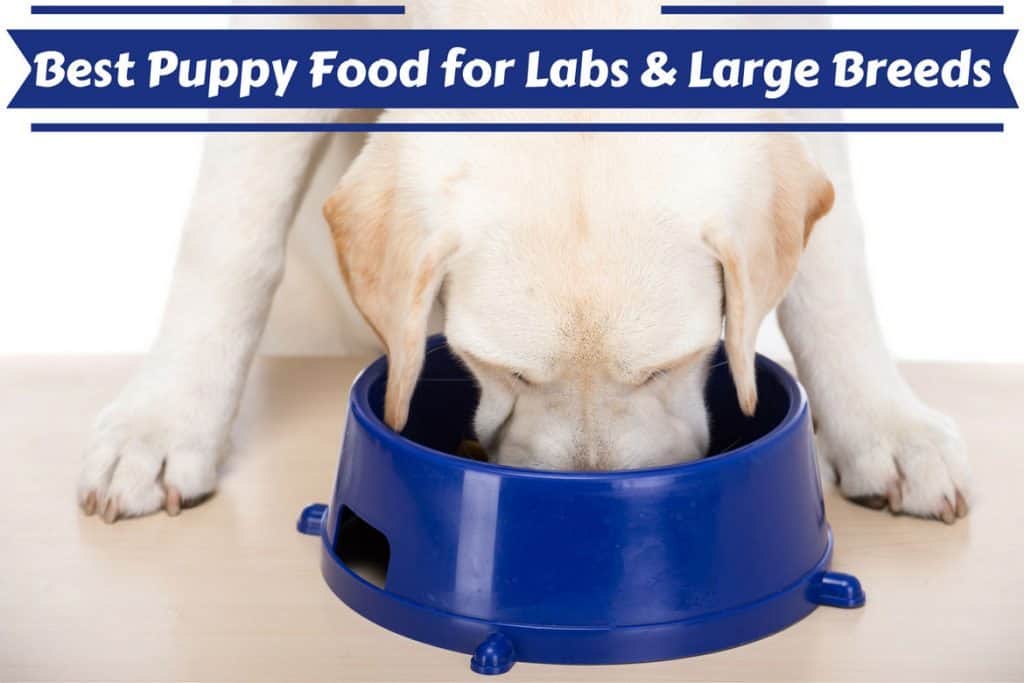 best dog food for active labs