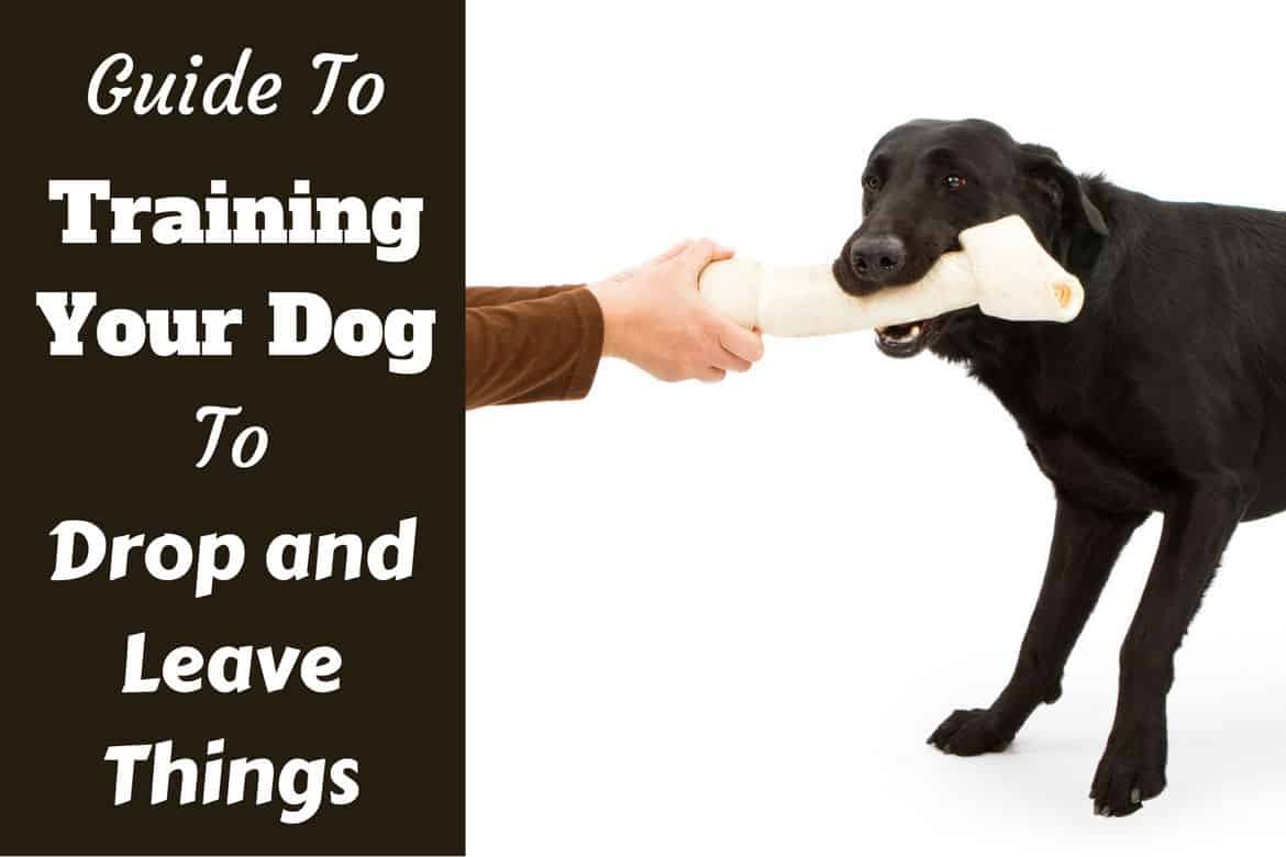 How To Teach Your Dog To 'Drop It' On Cue | Daily Paws