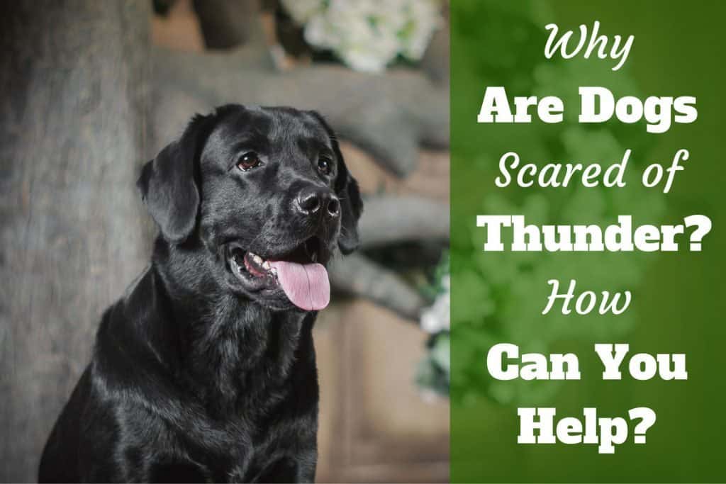 how to stop dog barking at thunder online