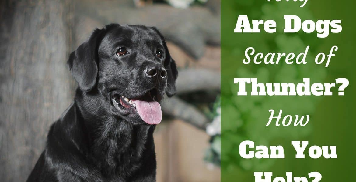 Why Are Dogs Scared Of Thunder? How Can You Help Thunderphobia? LabradorTrainingHQ