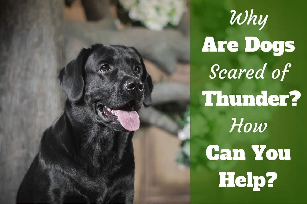 Dogs afraid of thunderstorms cheap