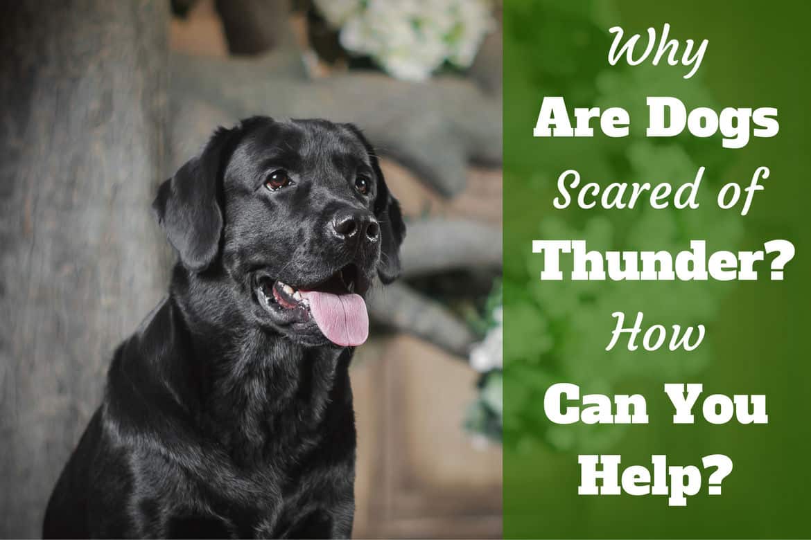 what to do if your dog is afraid of you