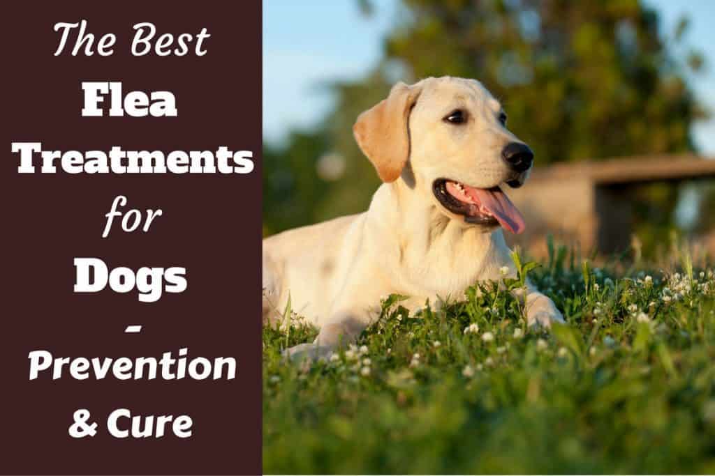 best price flea treatment for dogs