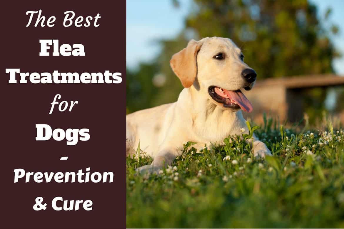 best otc flea treatment for dogs