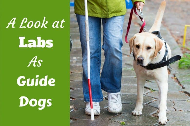 guide dogs labrador breed information facts figures trivia guide dogs labrador breed information facts figures trivia
