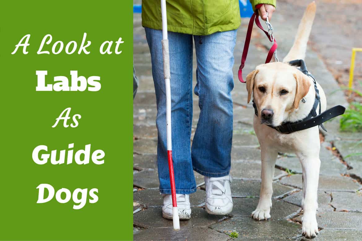 why do they only use labradors as guide dogs