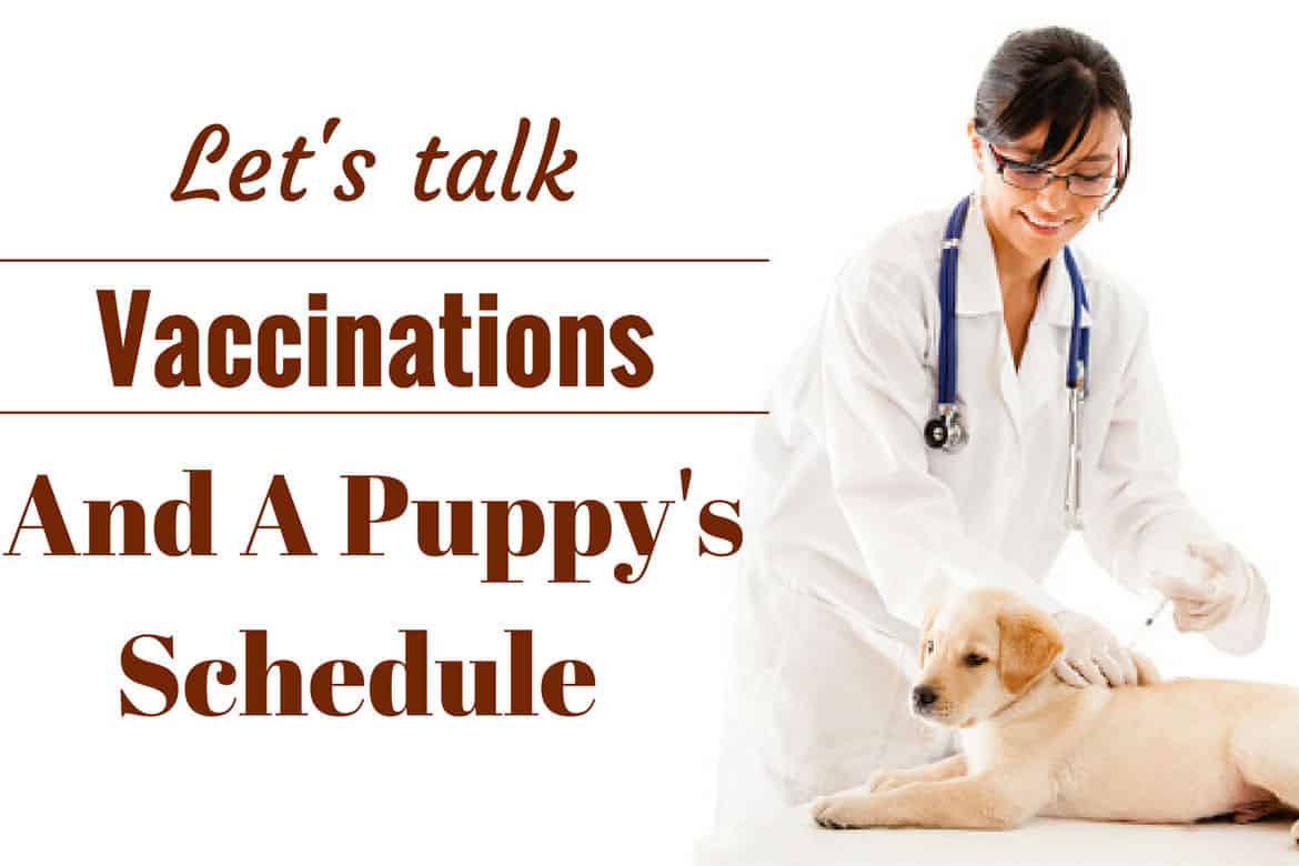 Dog Vaccination Schedule Chart