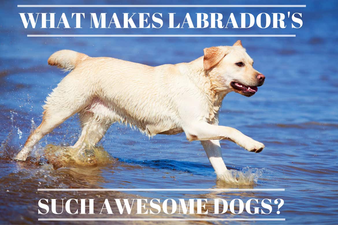 are labrador smart