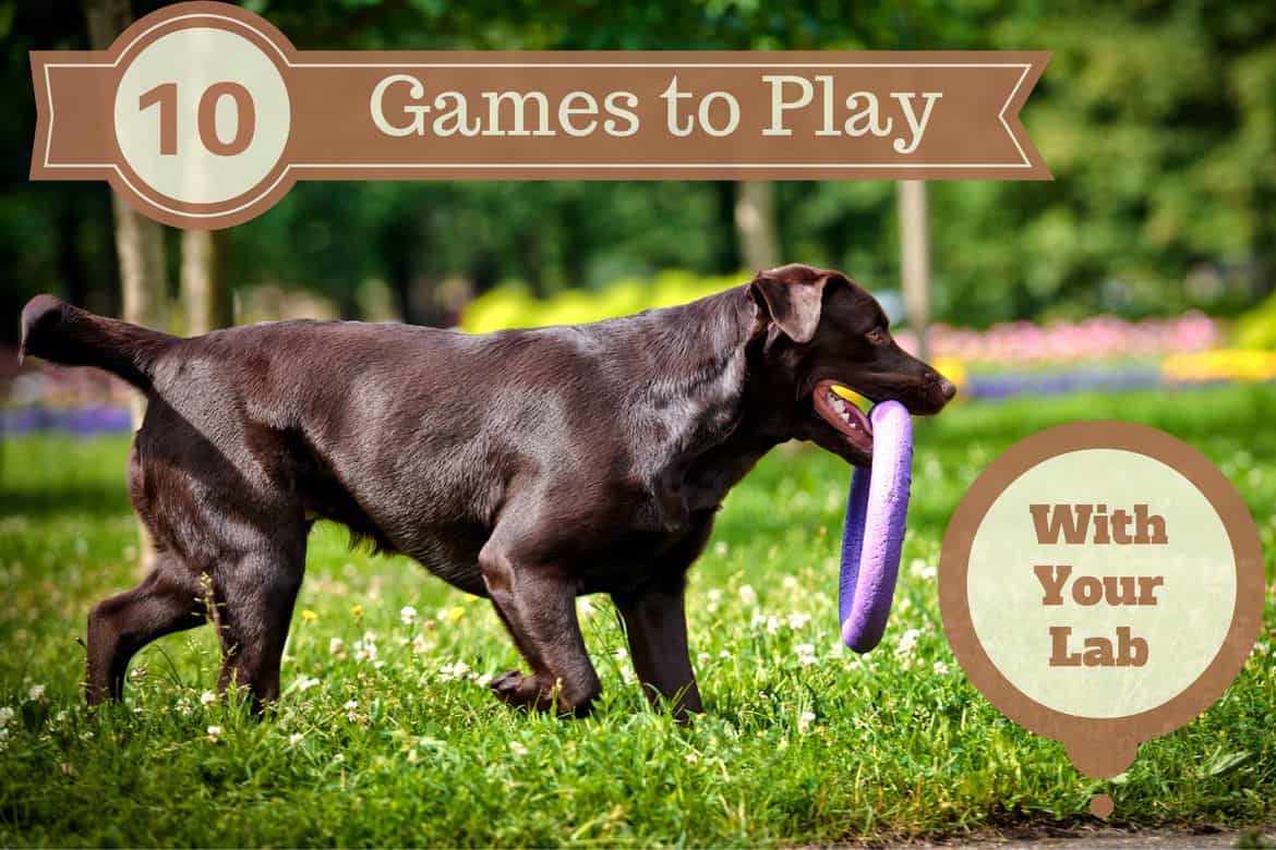 best toys for black labs