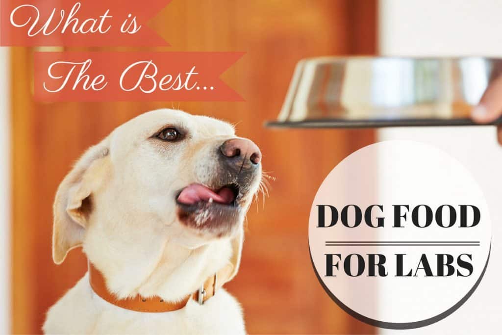 best dog food for adult lab