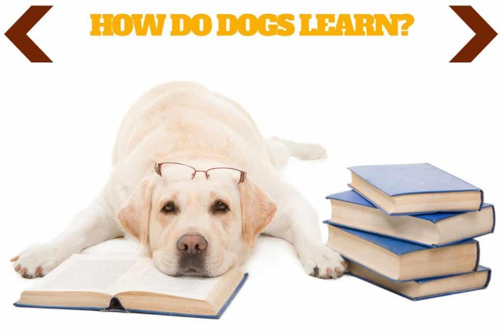 How Do Dogs Learn? A Little Theory to Help Your Training