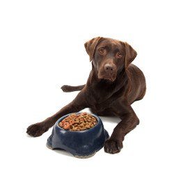 A brown labrador laying next to a bowl with dry dog food