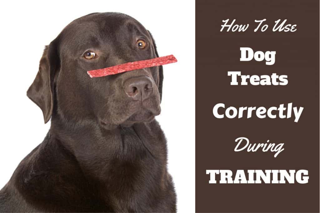 tiny dog training treats