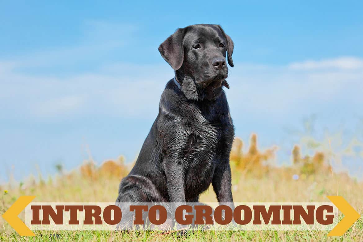 black lab sitting