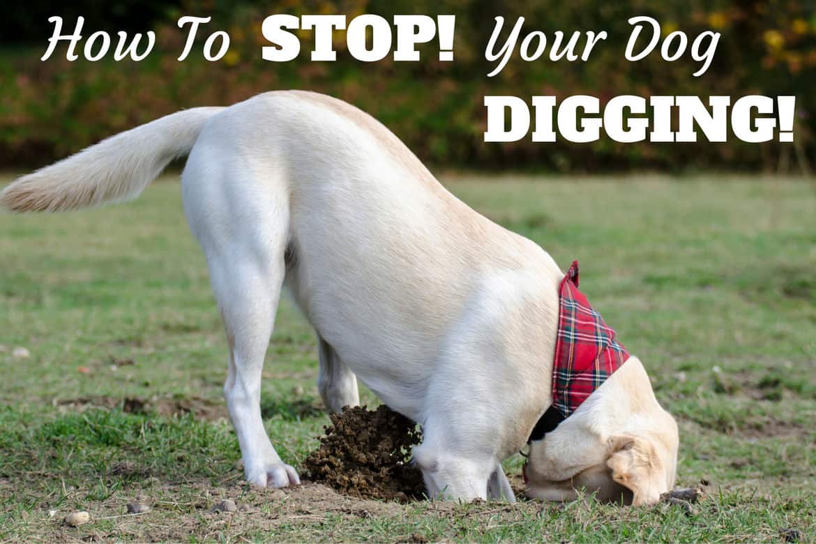 how can you get a dog to stop digging holes