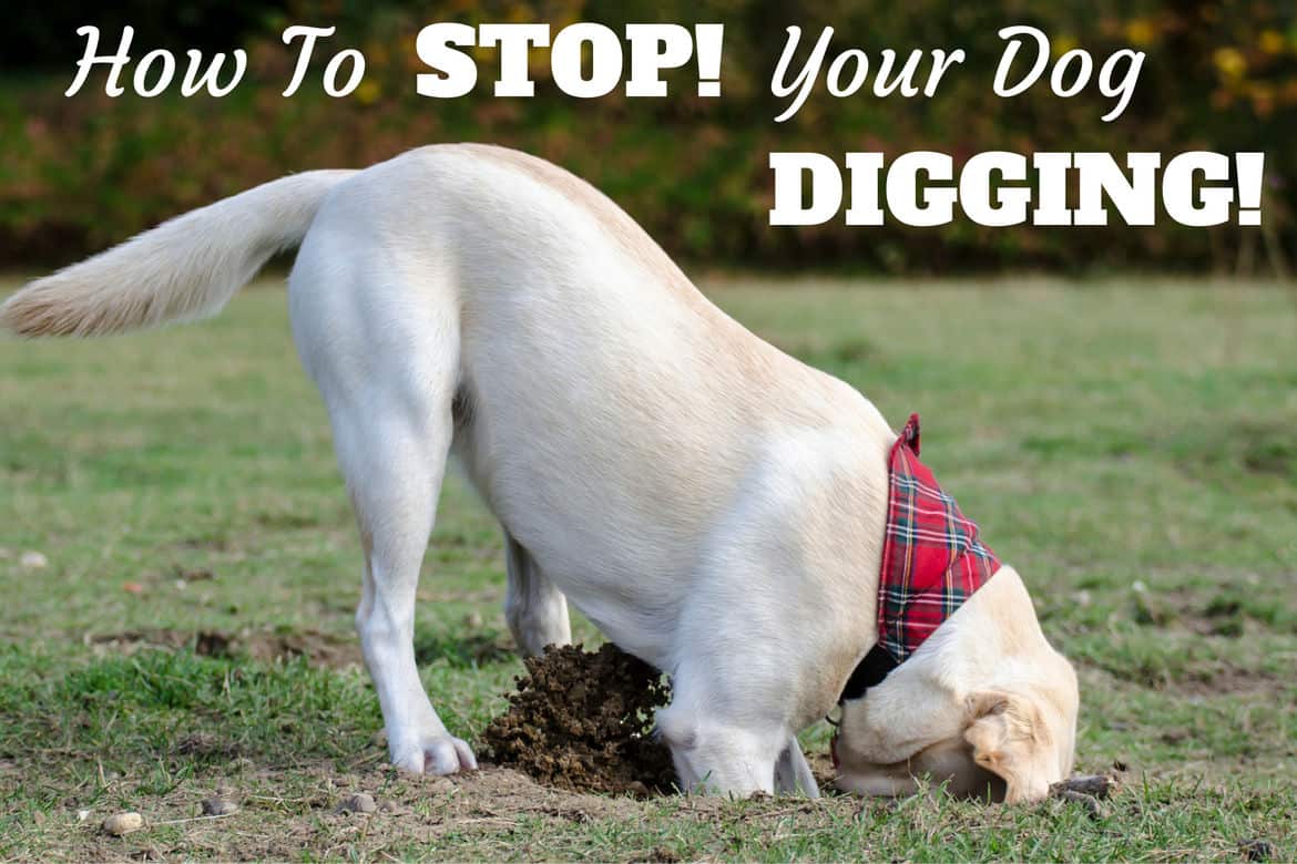 how do you stop a dog from digging in the garden