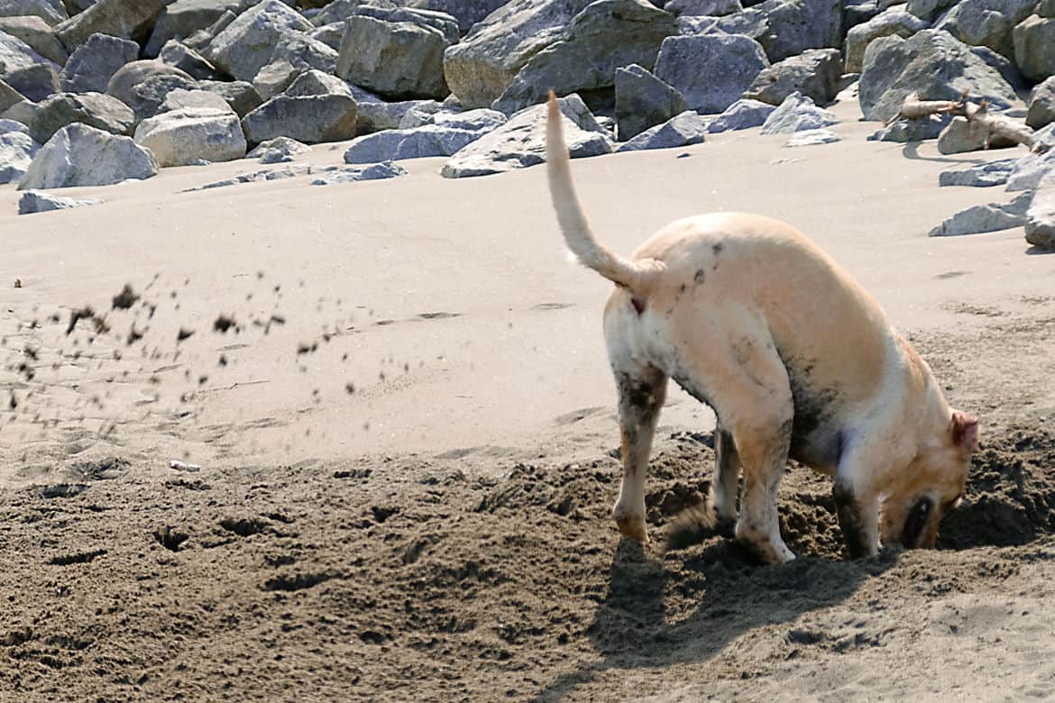 How To Stop A Dog From Digging A Step By Step Guide