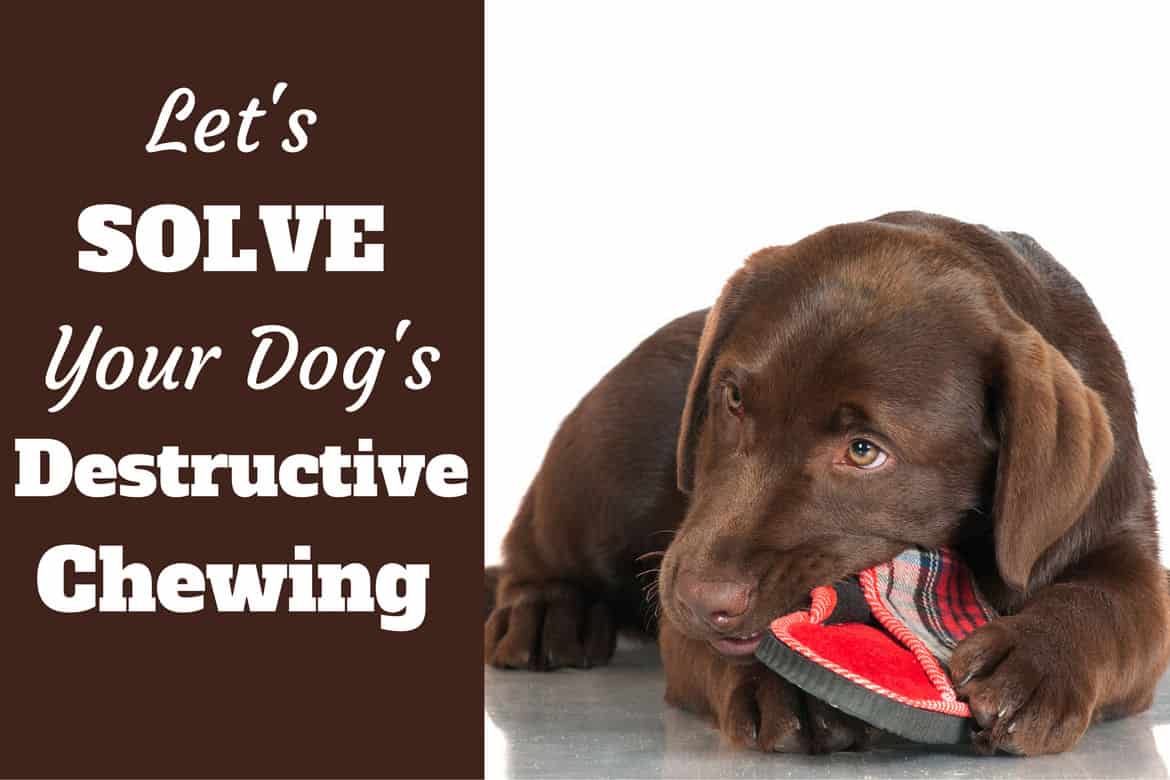 How To Stop A Puppy Or Dog From Destructive Chewing