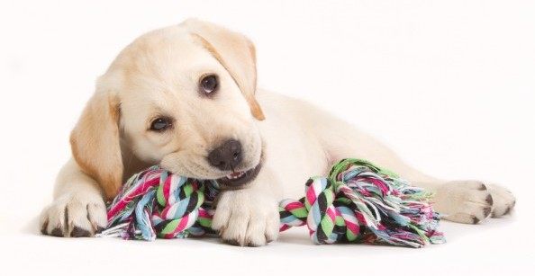 soft dog toys for heavy chewers