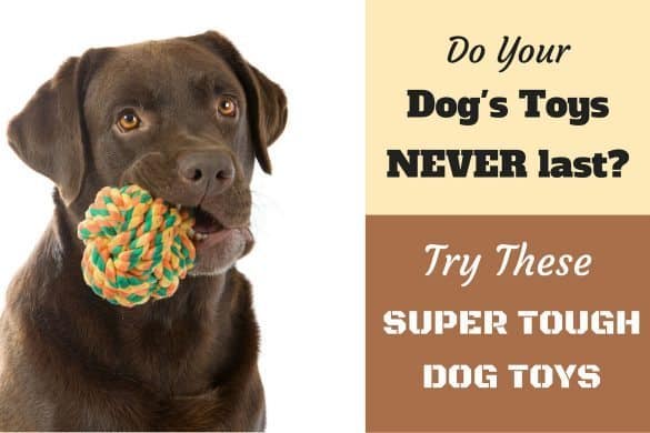 Best Dog Toys For Labrador Retrievers Best Dog Toys For Labrador Retrievers