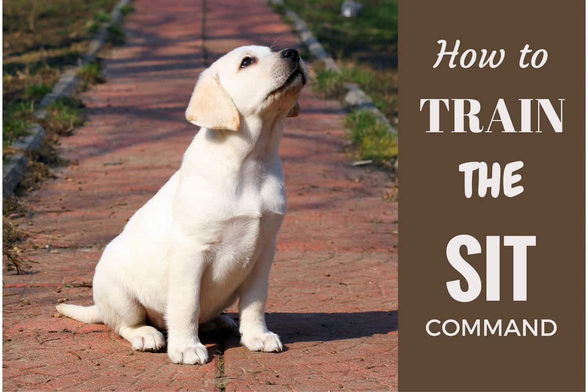 How to Train Your Labrador to Sit