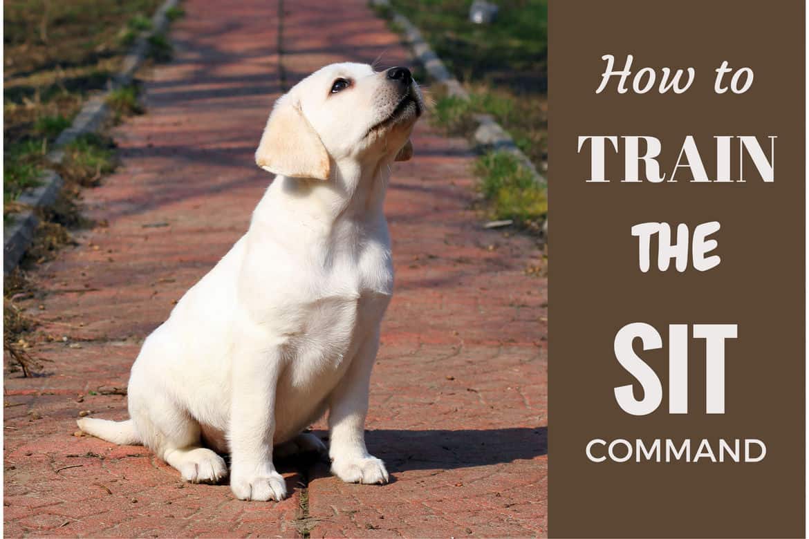 how to train your labrador puppy at home