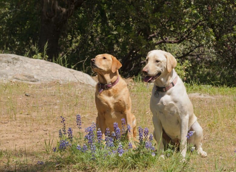 How to Train Your Labrador to Sit