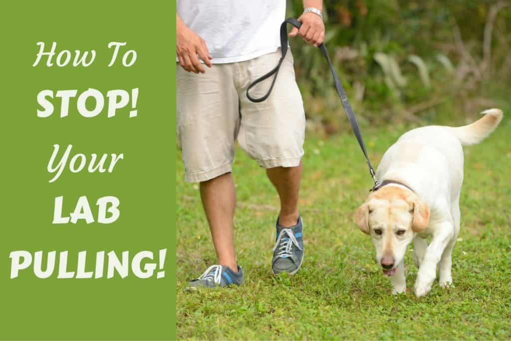 train dog to stop pulling on leash