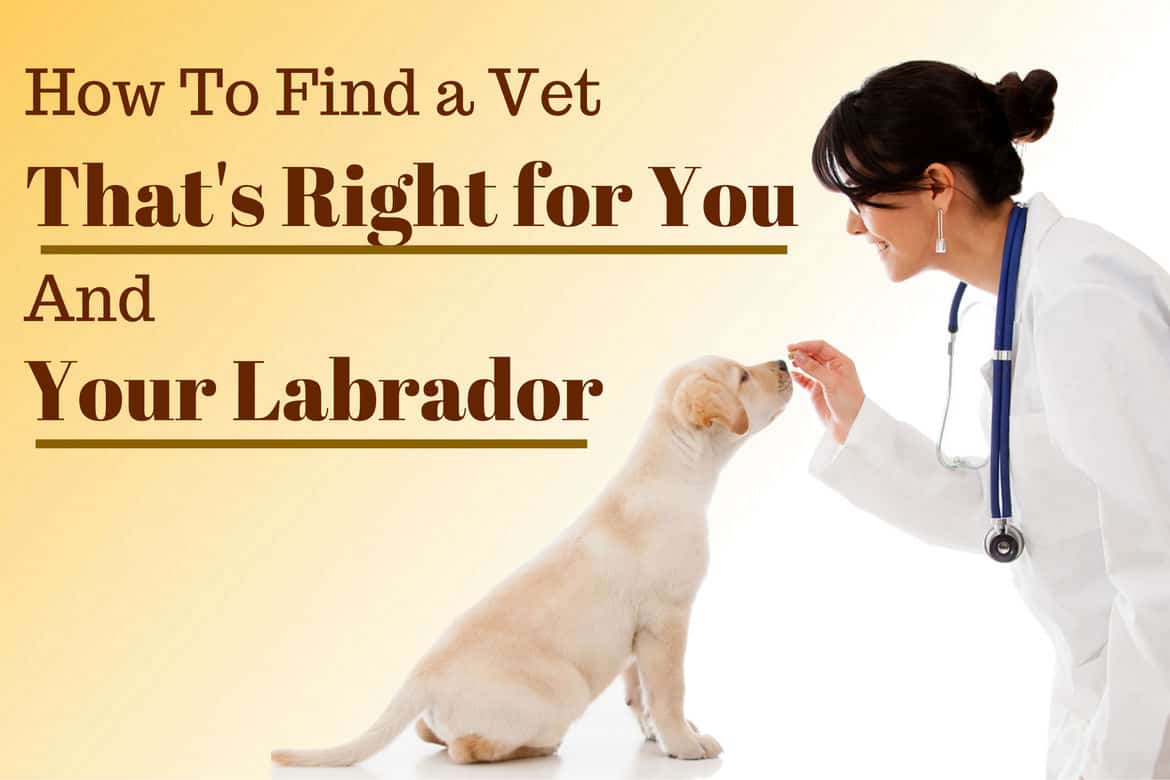 How to Find a Vet That's Right For You and Your Labrador