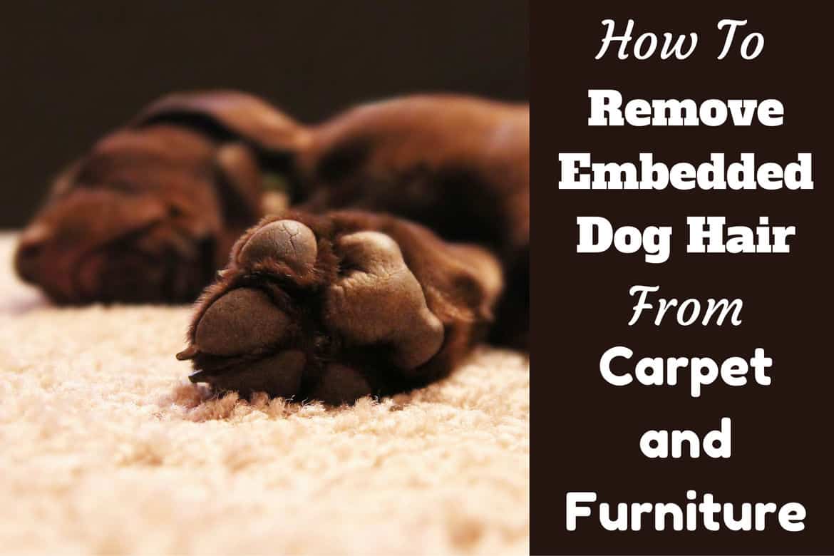 How to Get Dog Hair Out of Carpet and Furniture