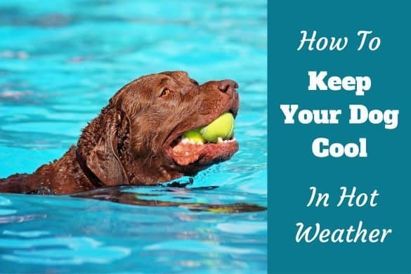 how to my labrador ages and stages of puppy development week by week how to my labrador ages and stages of puppy development week by week