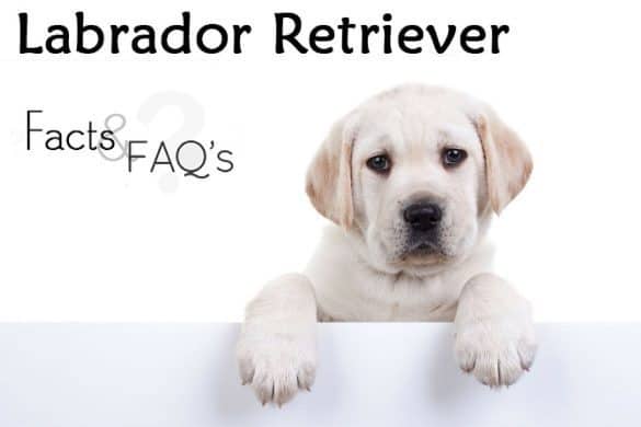 labrador retriever facts and faqs written beside a yellow lab puppy with paws up on a