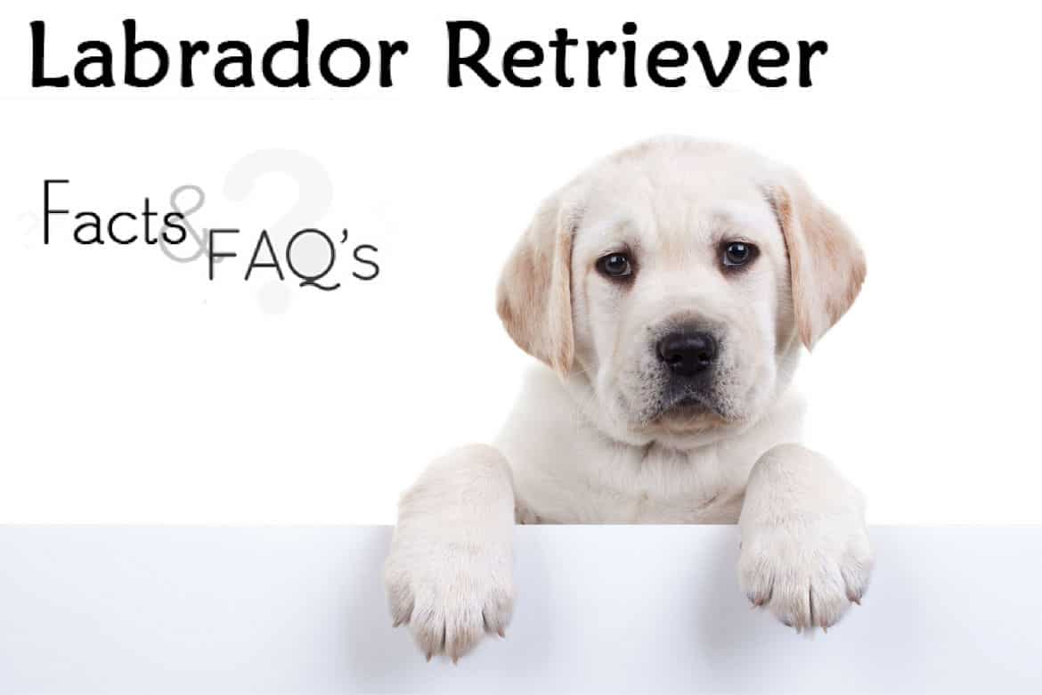 Labrador Retriever Age Size Chart