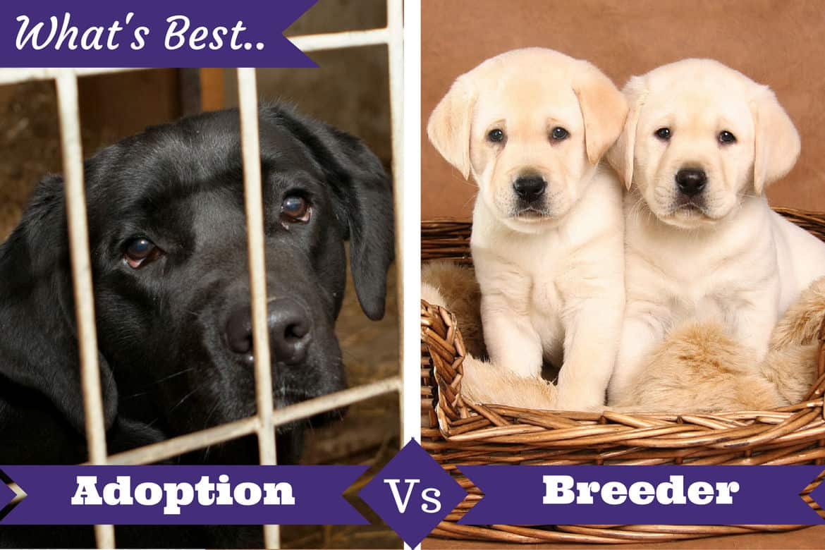 Adoption From Shelter Vs Buying From A Breeder Whats Best For You