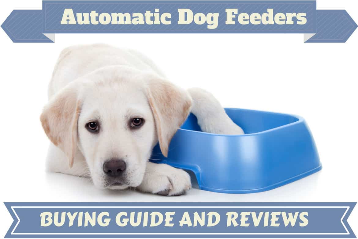 best automatic dog food dispenser