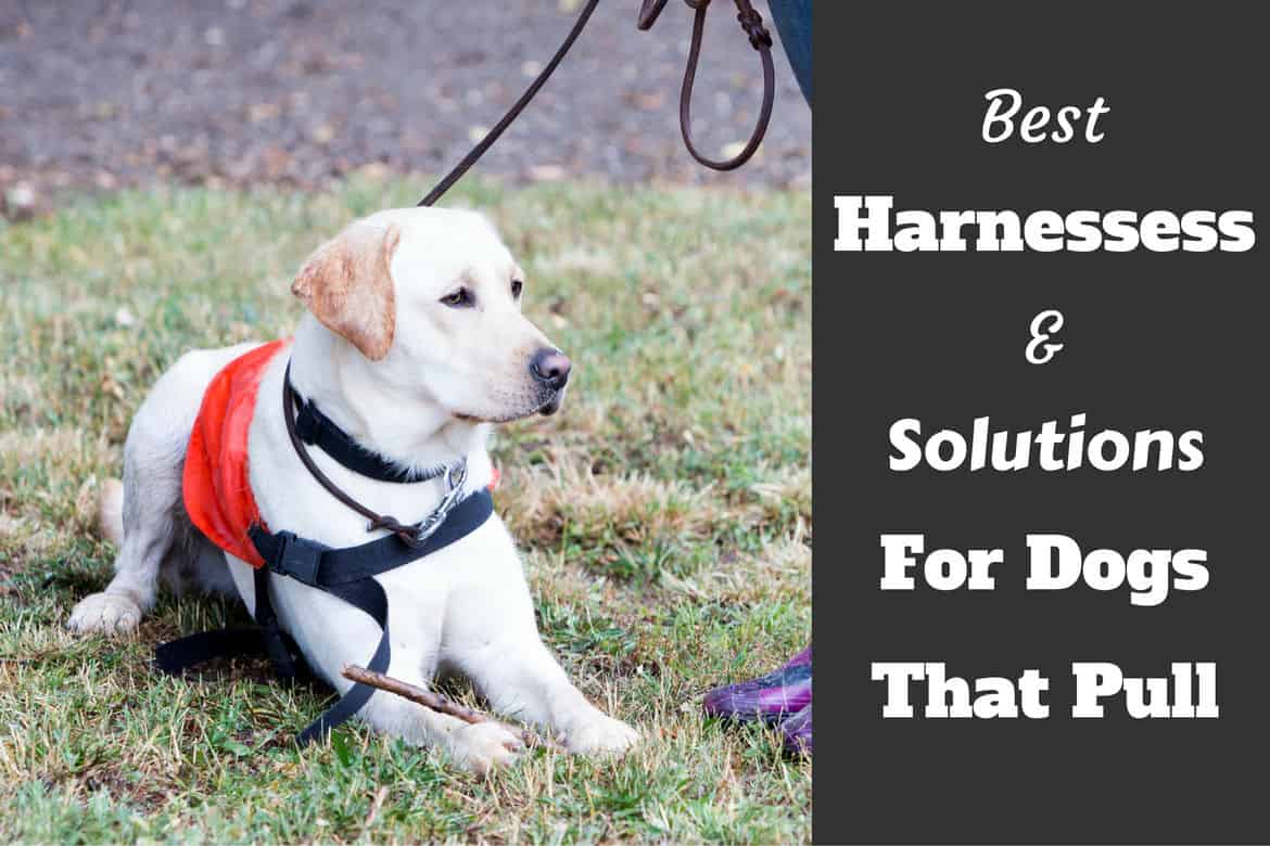 should a dog always wear a harness