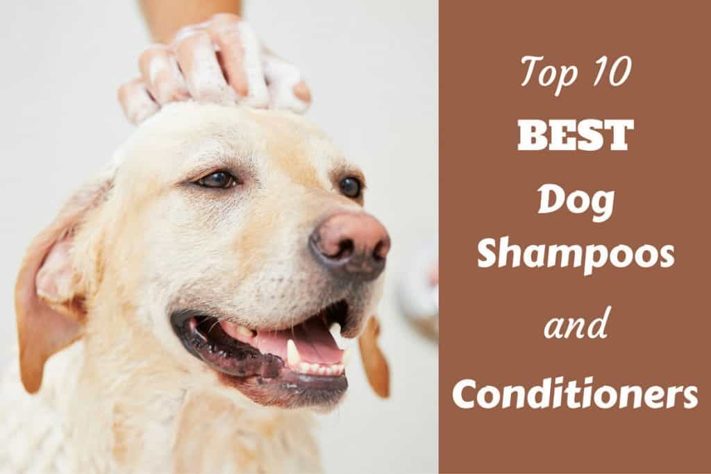 best dog shampoo conditioner