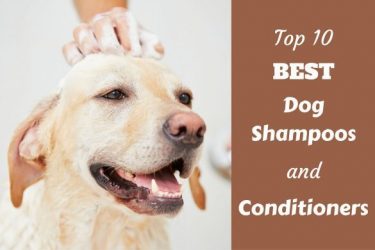 Top Rated Dog Food For Labs Top Rated Dog Food For Labs