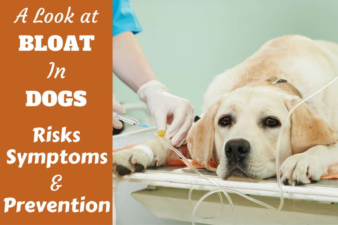 how long do symptoms of bloat last in dogs