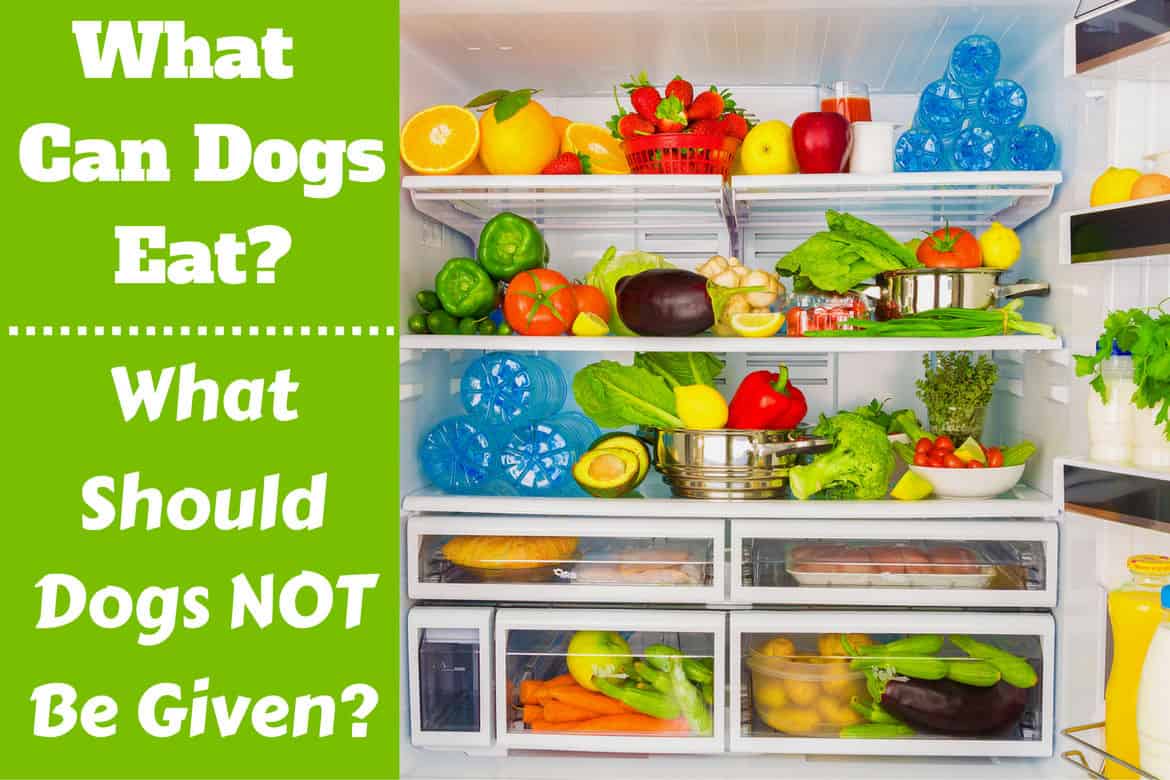 what foods can dogs not have