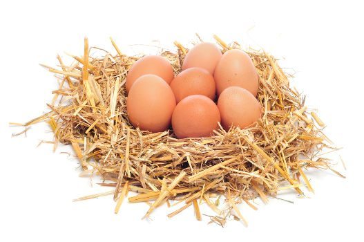 can dogs eat cooked eggs can dogs eat apples tomatoes what can or can t dogs eat can dogs eat cooked eggs can dogs eat apples tomatoes what can or can t dogs eat