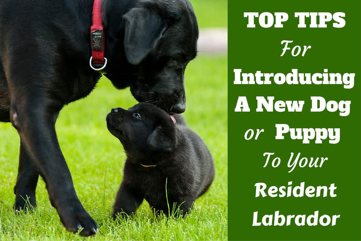 are labrador retrievers good dogs