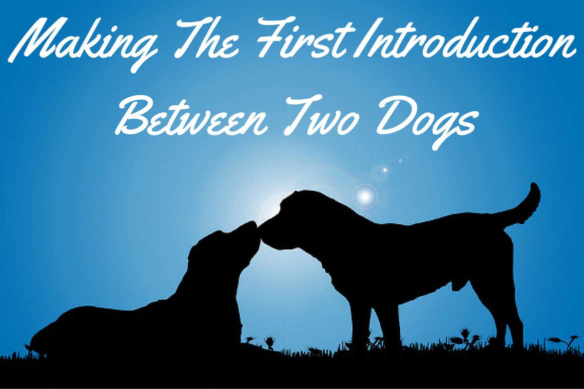 Silhouette of two labradors touching noses against a moonlit sky