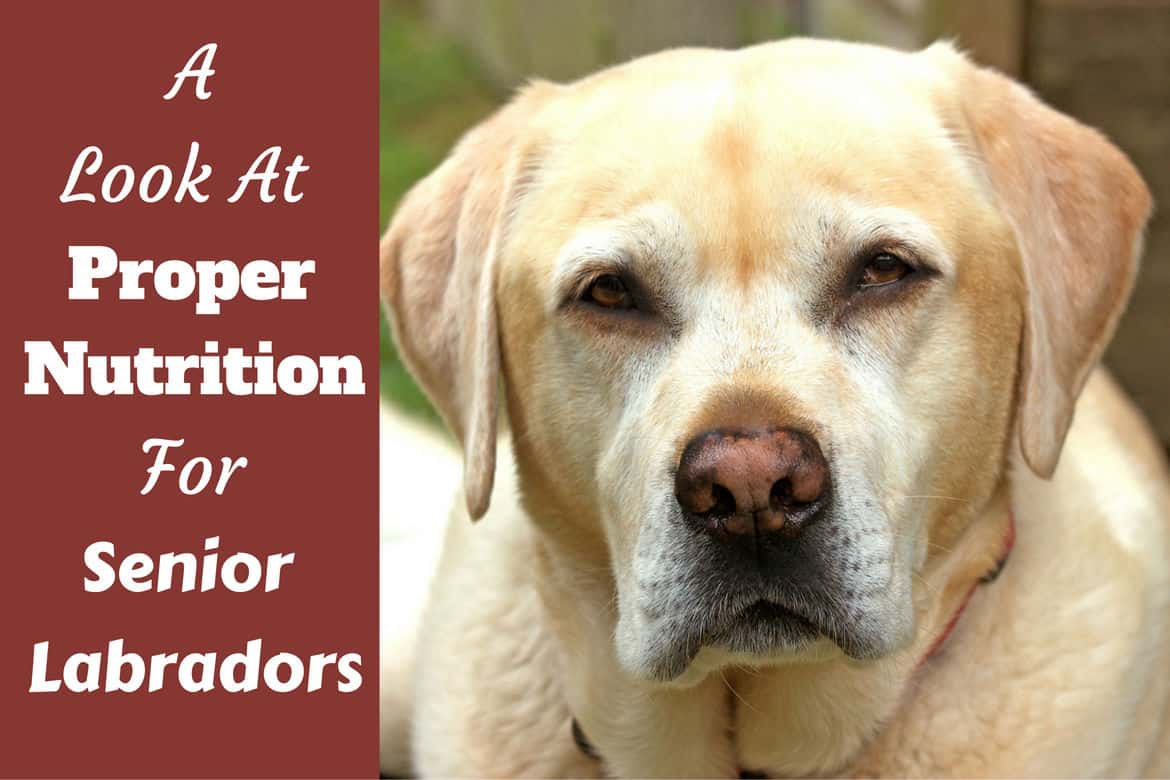 For Senior, Elderly Labradors