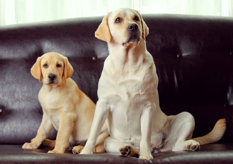 Two labs sitting on a sofa looking into camera