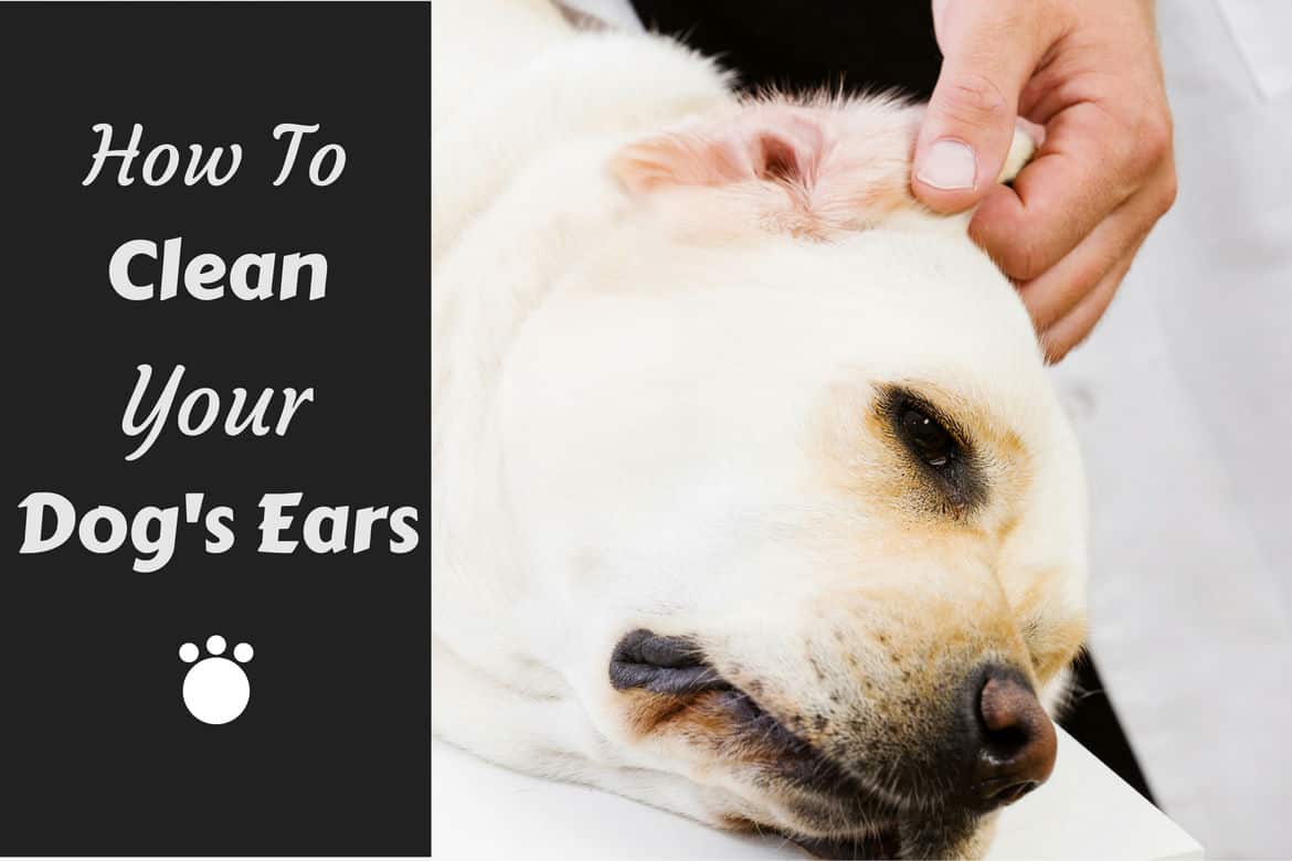 what colour should dog ear wax be