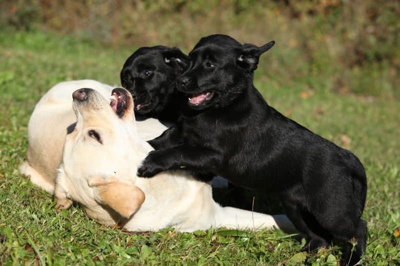 Image result for mother dog playing with puppies