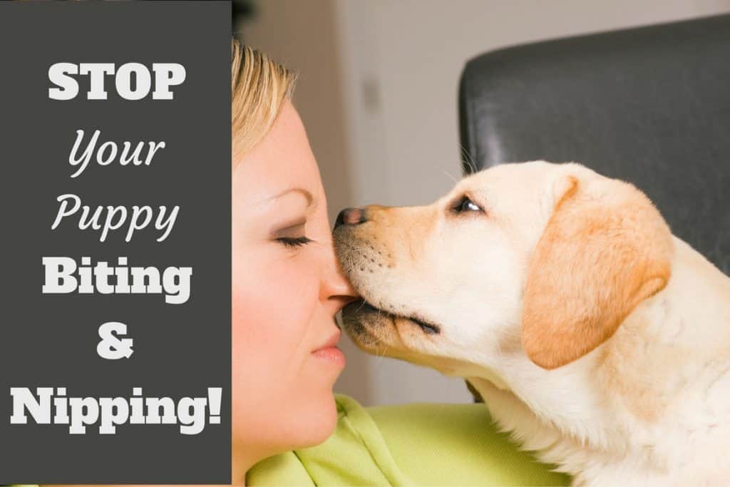 How to Stop a Puppy from Biting and Nipping