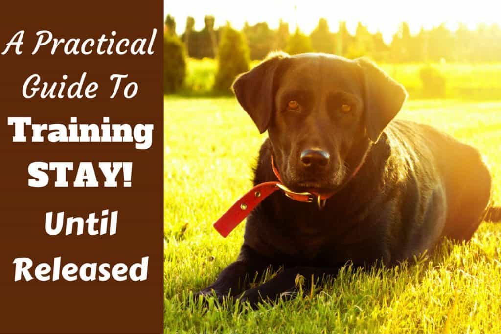 Train Your Labrador to Stay Sitting or Lying Down Until