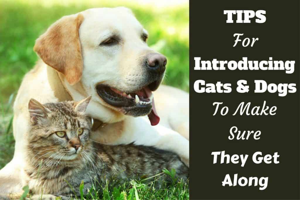 How To Introduce Cats and Dogs - And Make Sure They Get Along